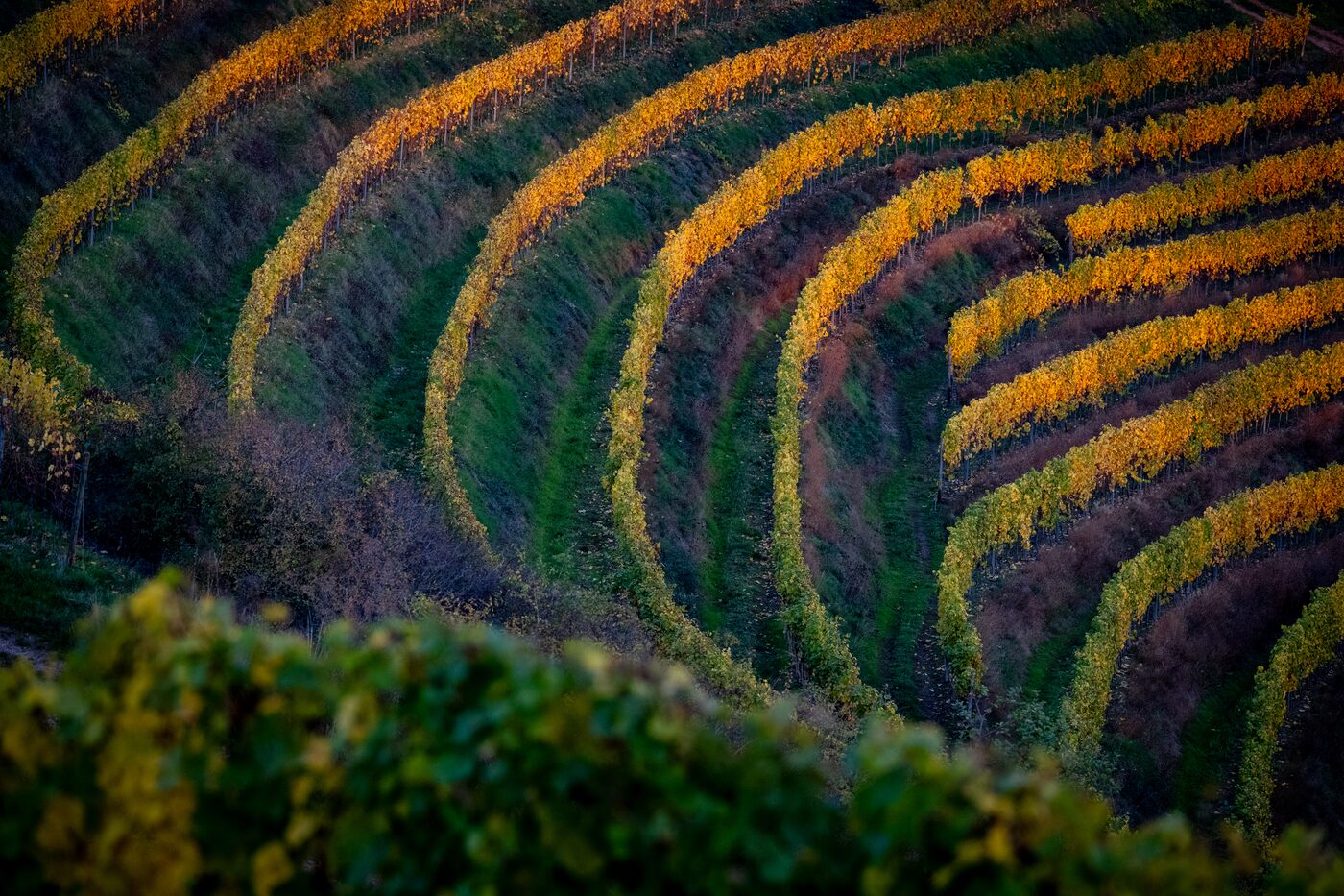 Weinberge in der Umgebung